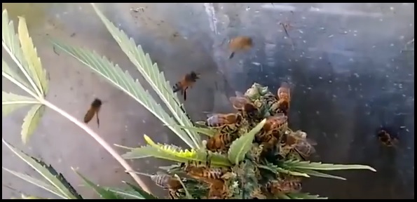 miel marihuana